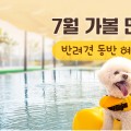 7월 가볼 만한 곳…반려견 동반 여행지 6곳