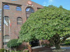 은목서가 환히 피어났습니다