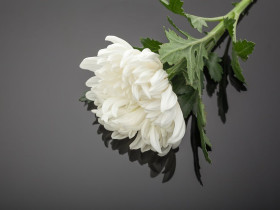 안기옥 선생(서울교구 안상철 동덕 부친) 환원