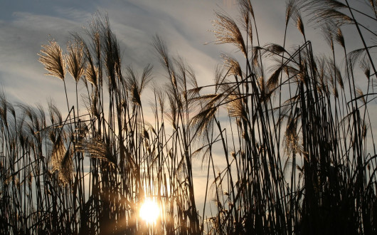 시 해설 [흔들리며 피는  꽃 - 도종환]