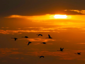 시 해설 [손수건-문덕수]