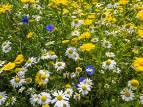 언어의 화분 놓기